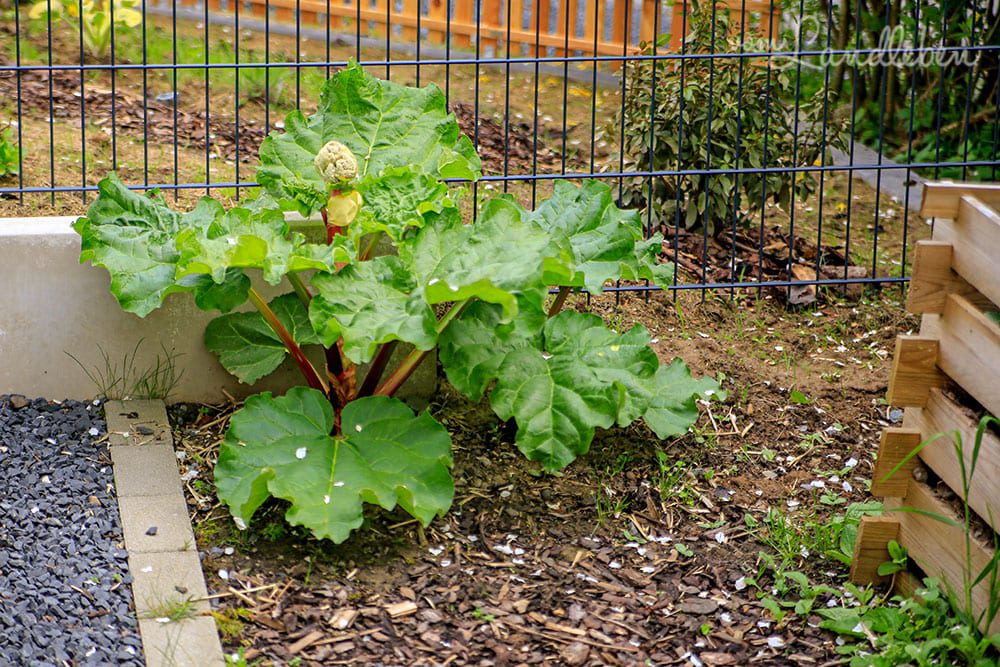 Rhabarber im April 2019