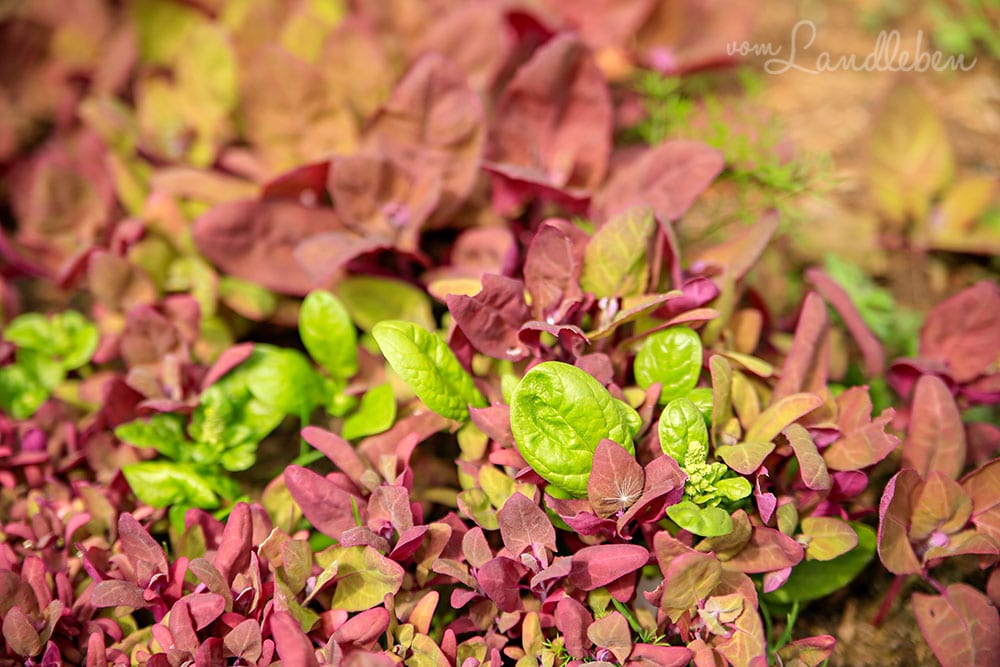 Rote Melde und Spinat