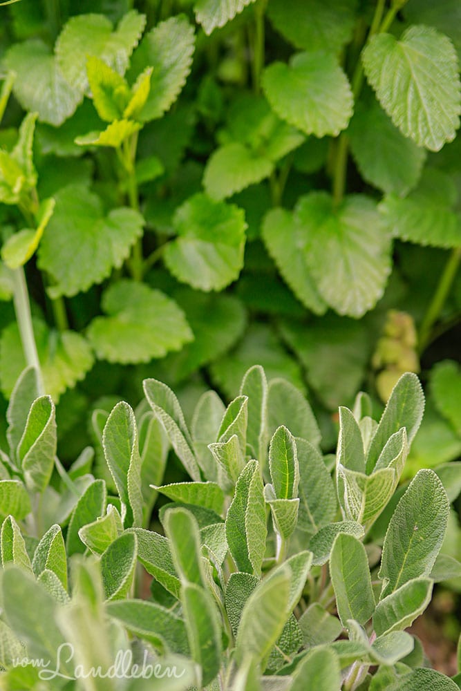 Salbei & Zitronenmelisse