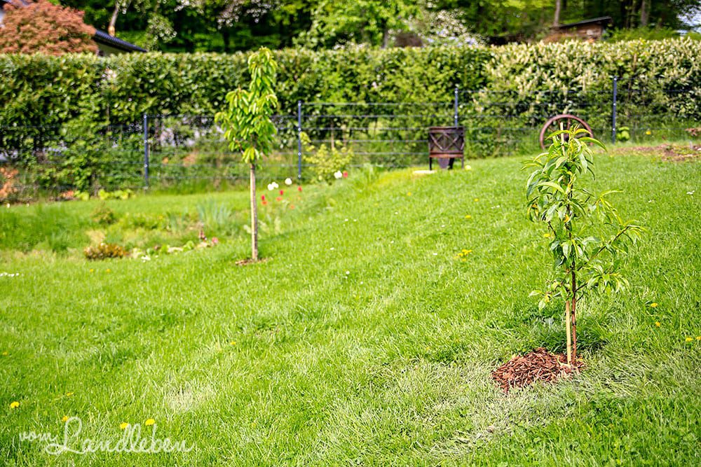 Süßkirsche und Nektarine im April 2019