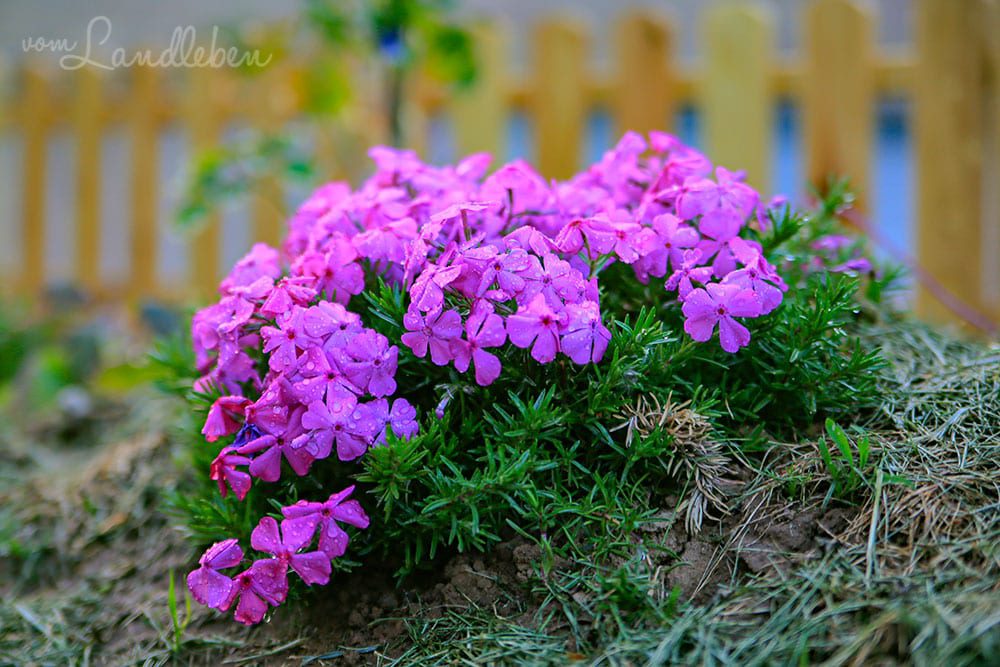 Teppich-Phlox