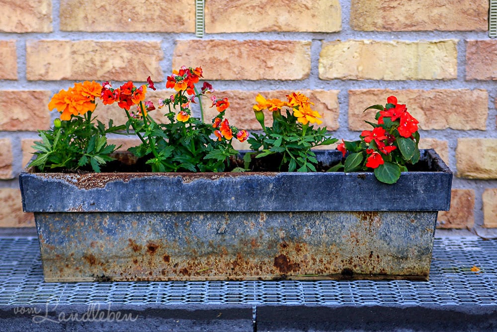 Blumenkasten im Hof - Mai 2019