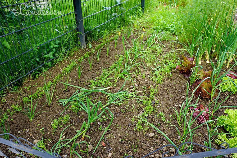 Gemüsegarten im Mai 2019