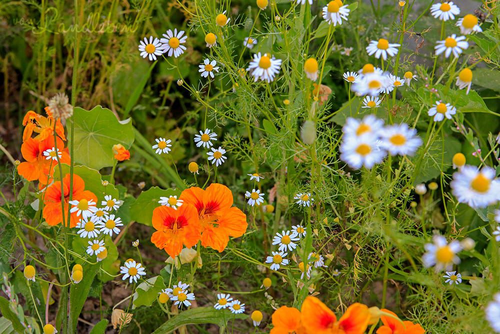 Kamille und Kapuzinerkresse