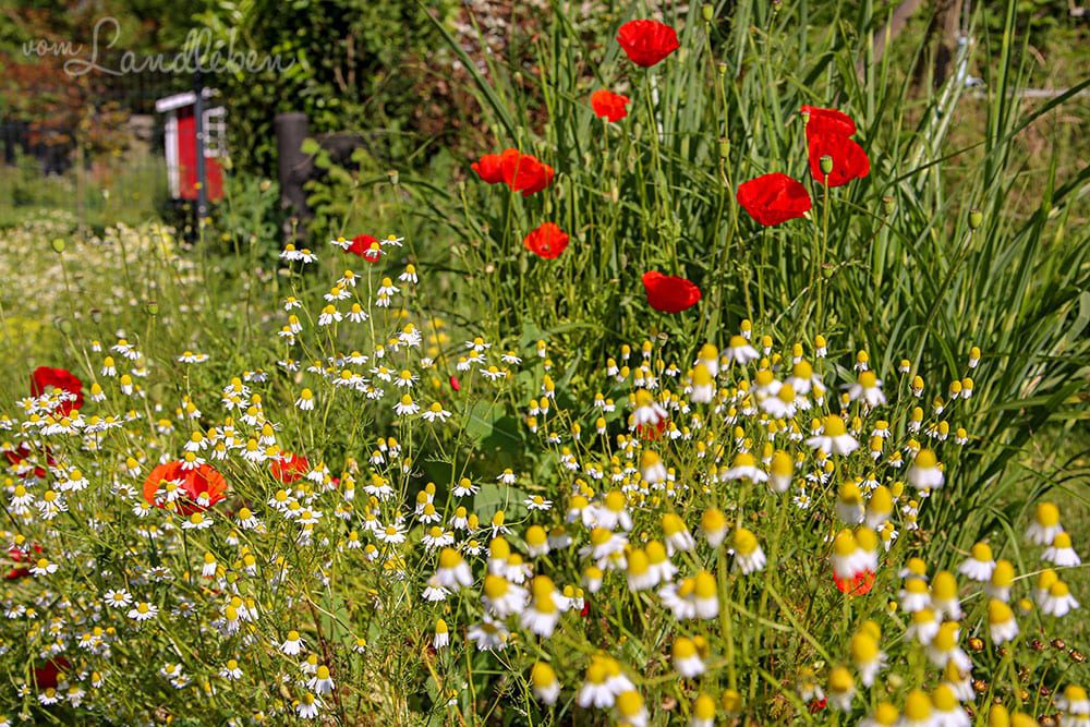 Kamille und Klatschmohn im Mittelgarten - Juni 2019