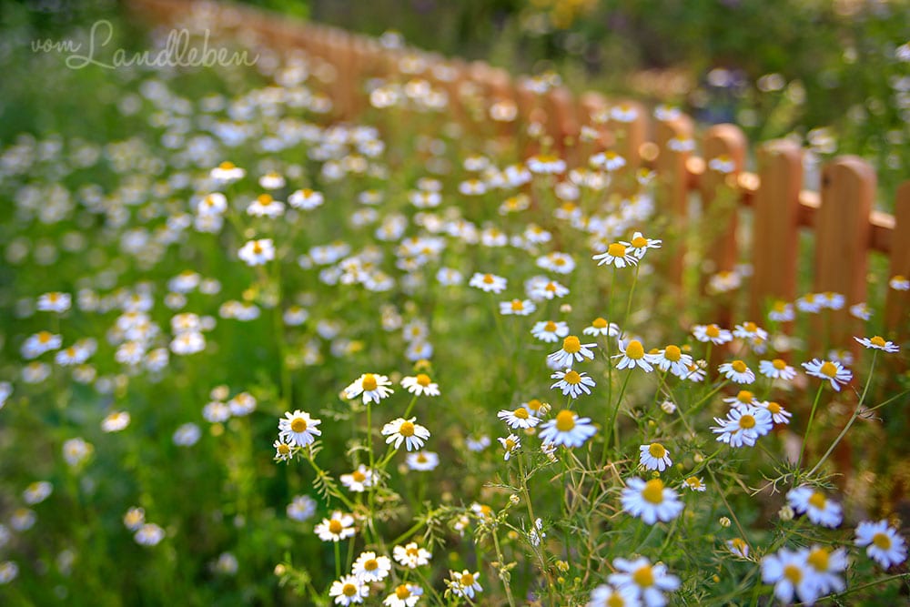 Kamille im Vorgarten - Juni 2019