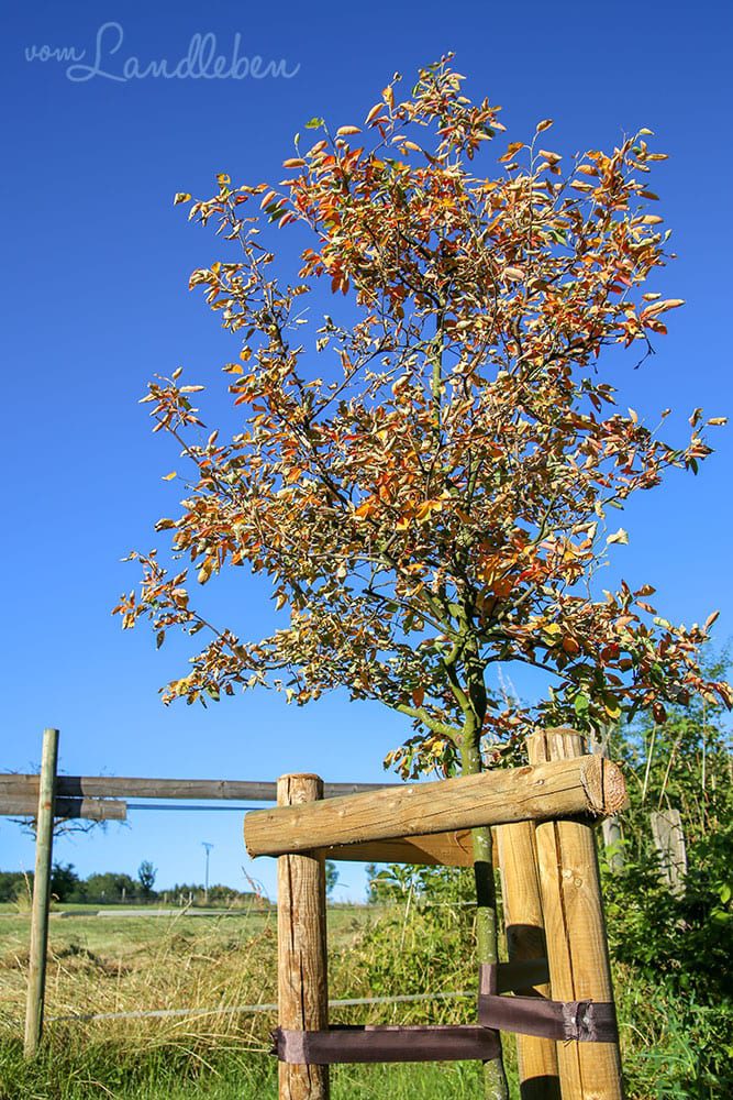 Kupferfelsenbirne im Juni 2019