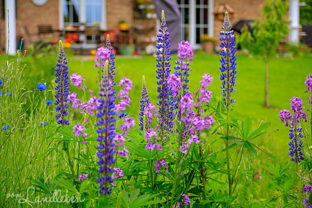 Lupinen und Silberblatt - Mai 2019