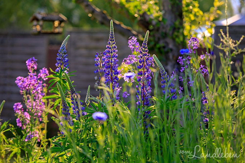Lupinen und Silberblatt - Mai 2019