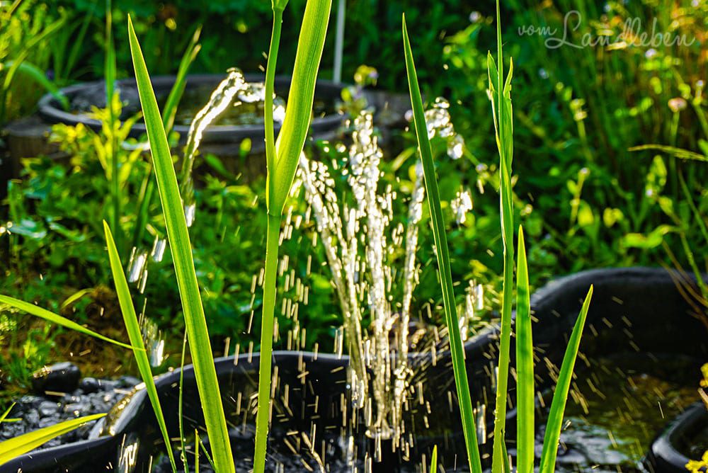 Sumpfschwertlilie und Springbrunnen