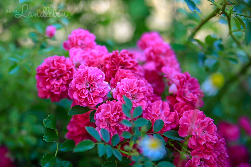 Wildrose im Vorgarten - Juni 2019