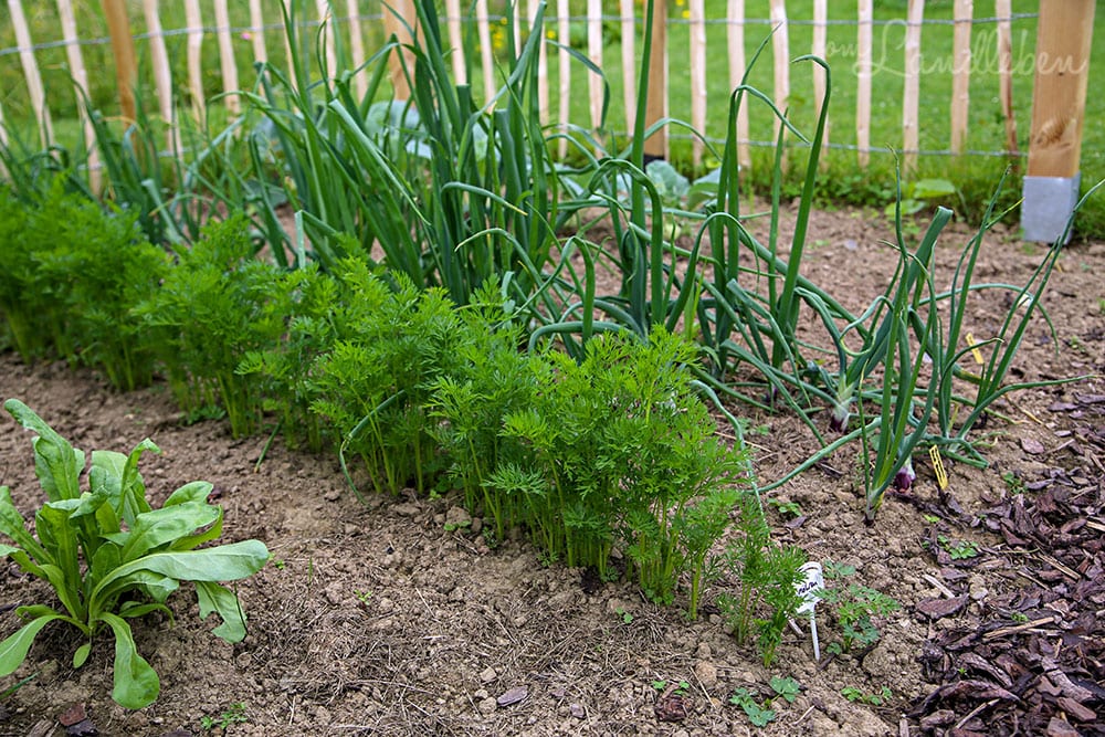 Bauerngarten im Juni 2019