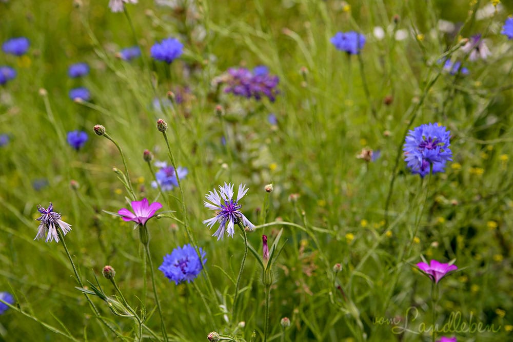 Blumen in der Mulde | Juni 2019