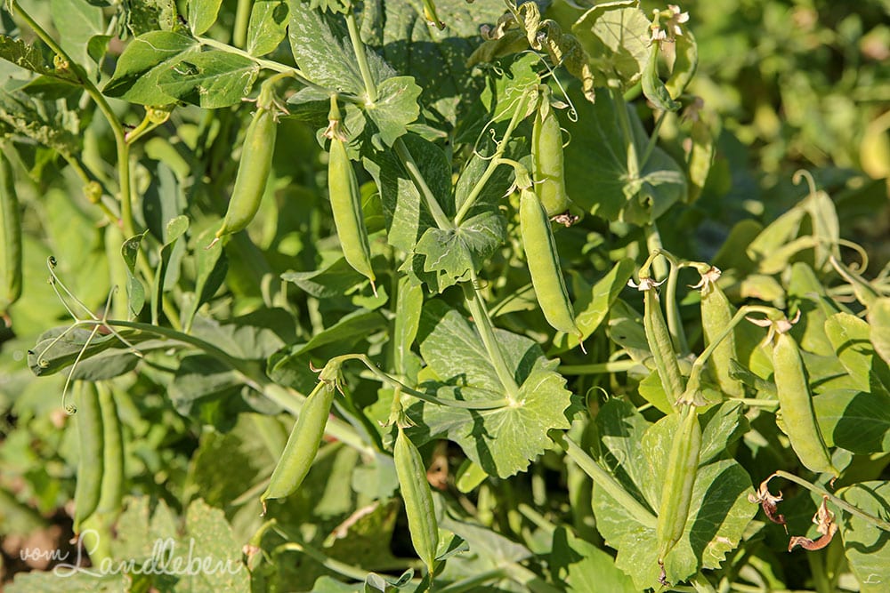 Erbsen im Juni 2019