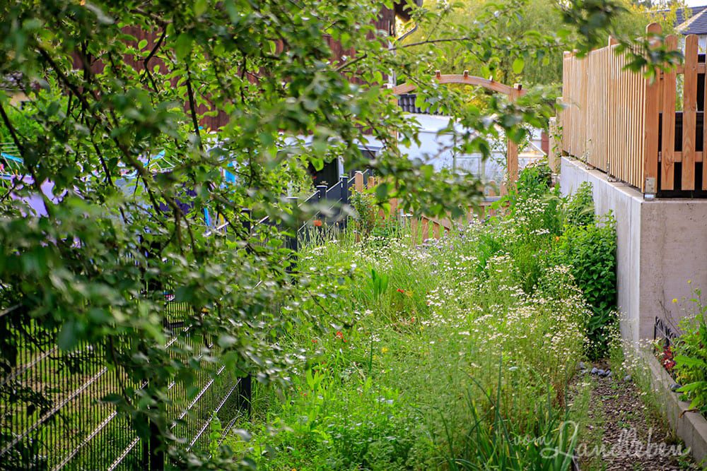 Gemüsegarten im Juni 2019