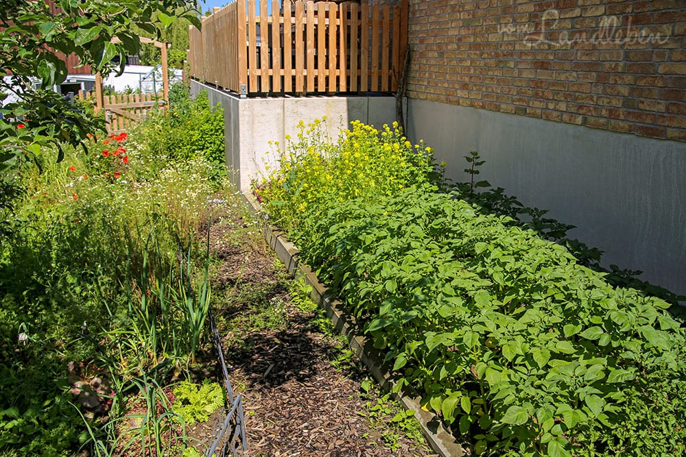 Gemüsegarten im Juni 2019
