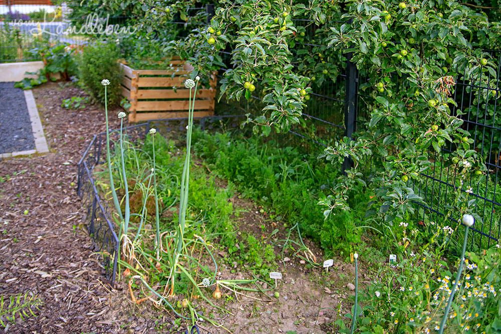 Gemüsegarten im Juni 2019