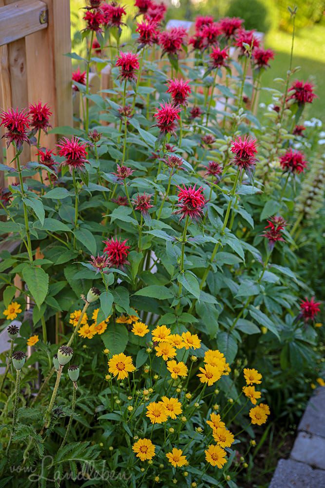 Indianernesseln und Mädchenauge | Juni 2019