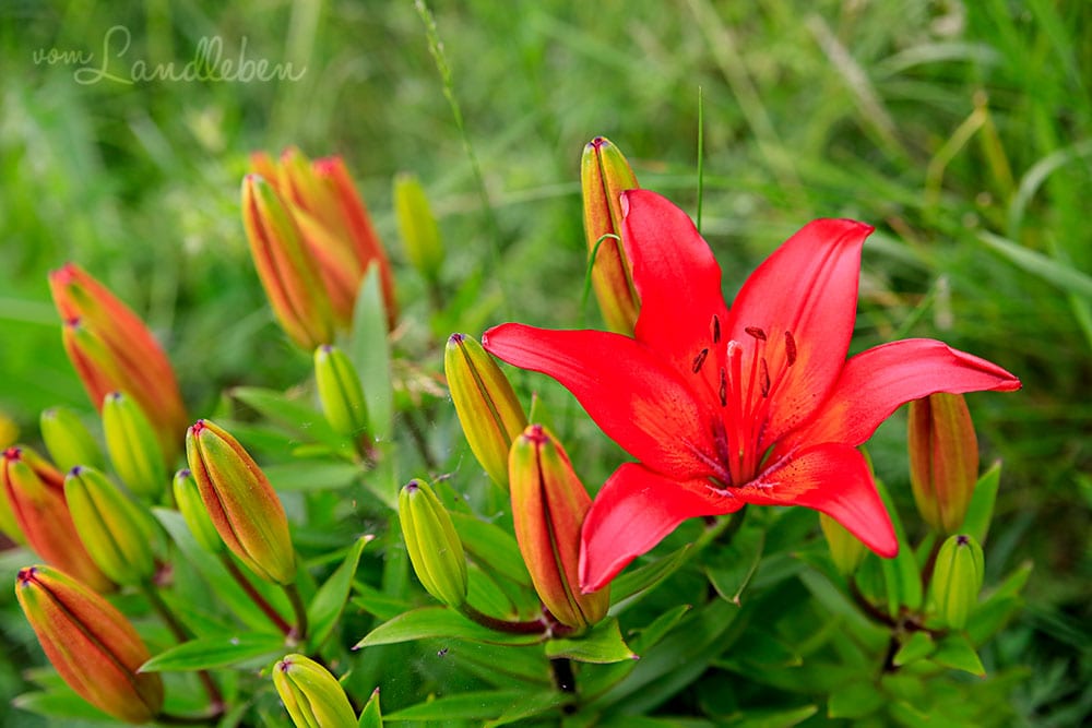Lilie in der Mulde