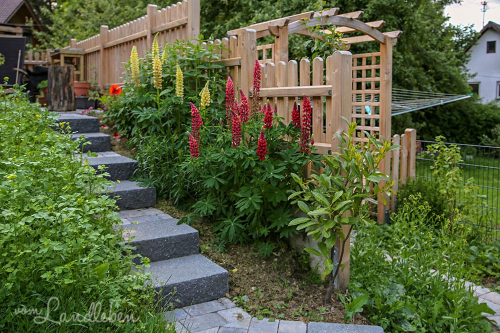 Lupinen an der Treppe - Juni 2019