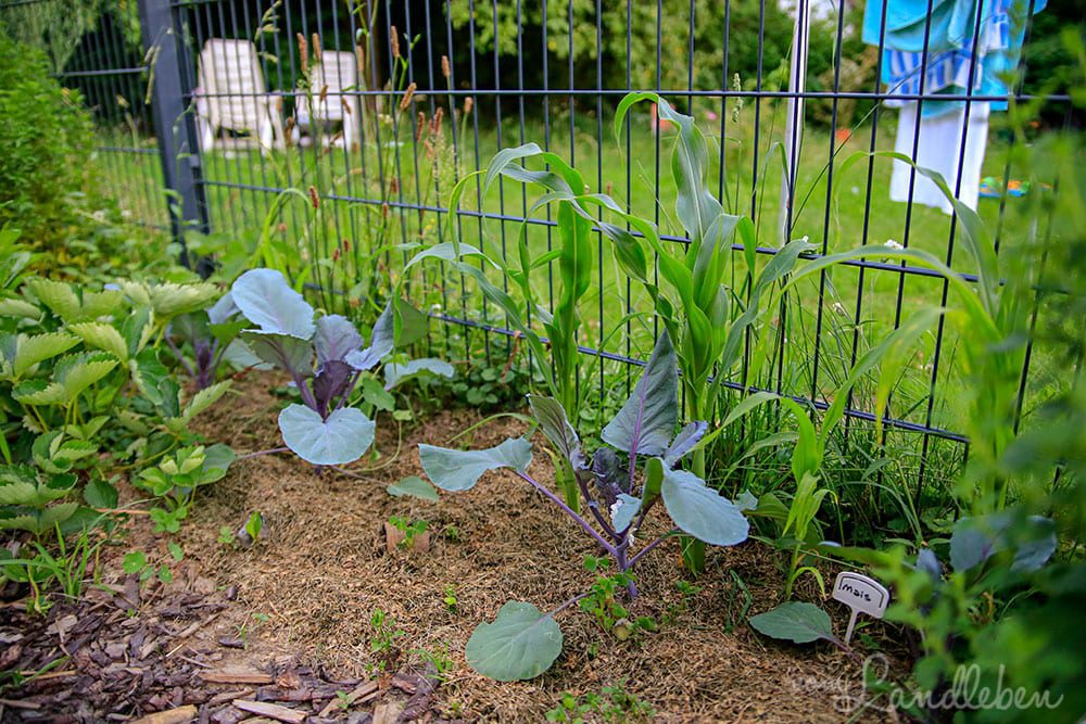 Mais und Rotkohl im Juni 2019