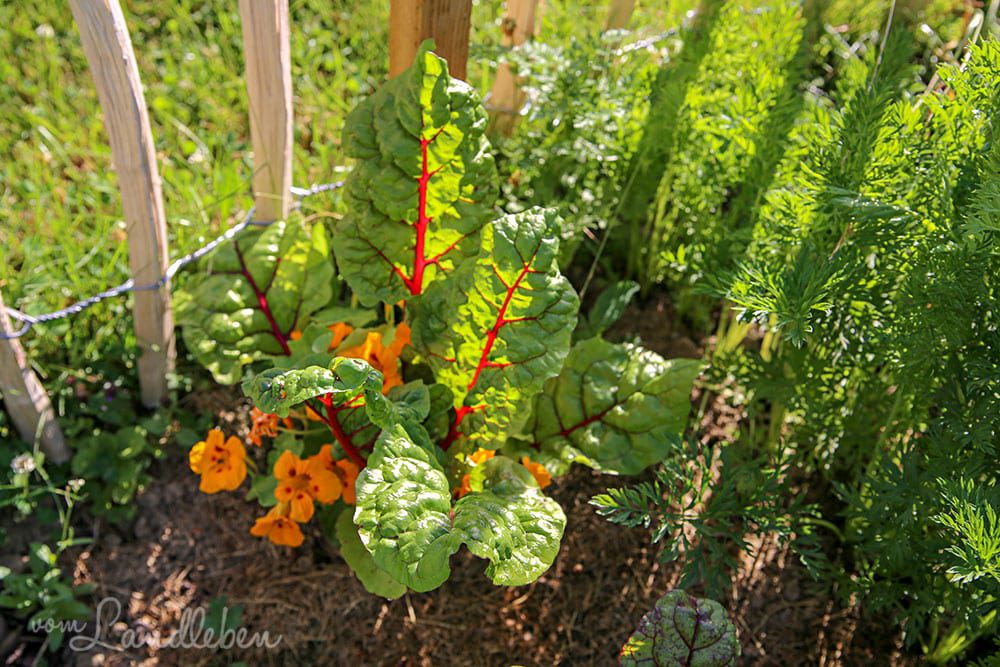 Mangold und Kapuzinerkresse