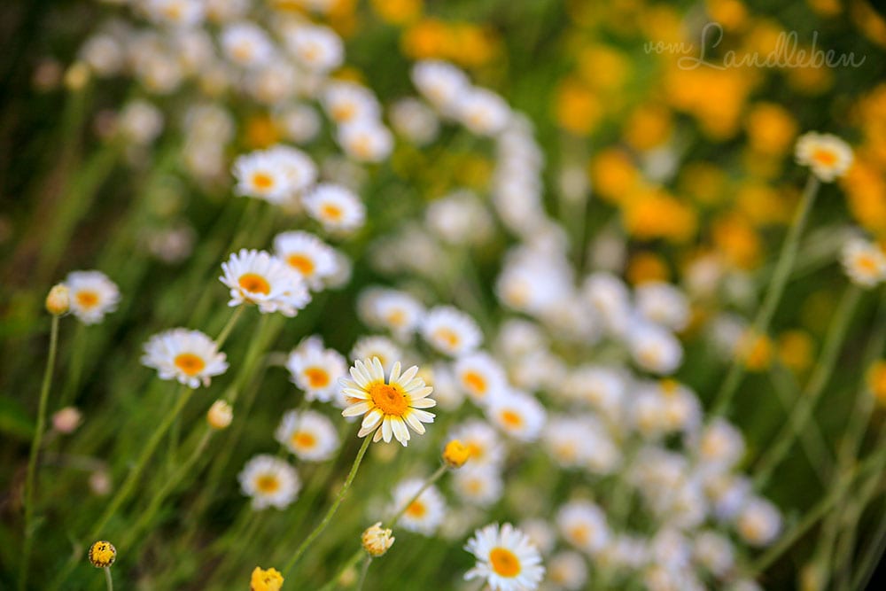 Margheriten in der Mulde
