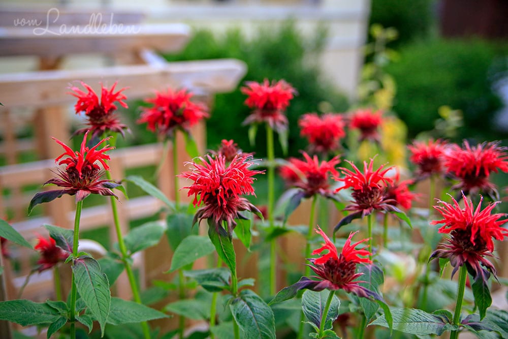 Rote Indianernesseln