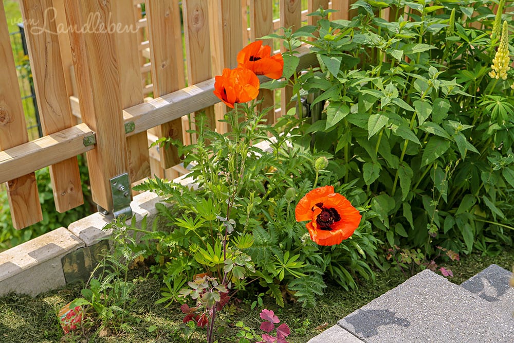Türkischer Mohn - Juni 2019