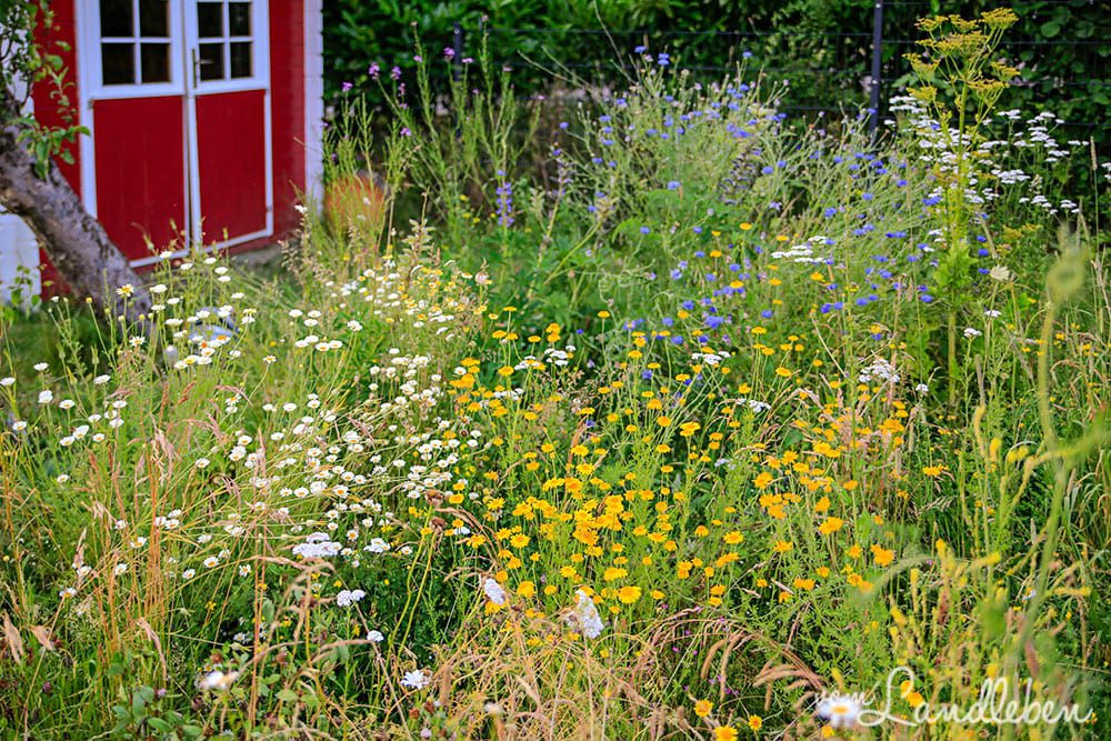 Wildblumenwiese