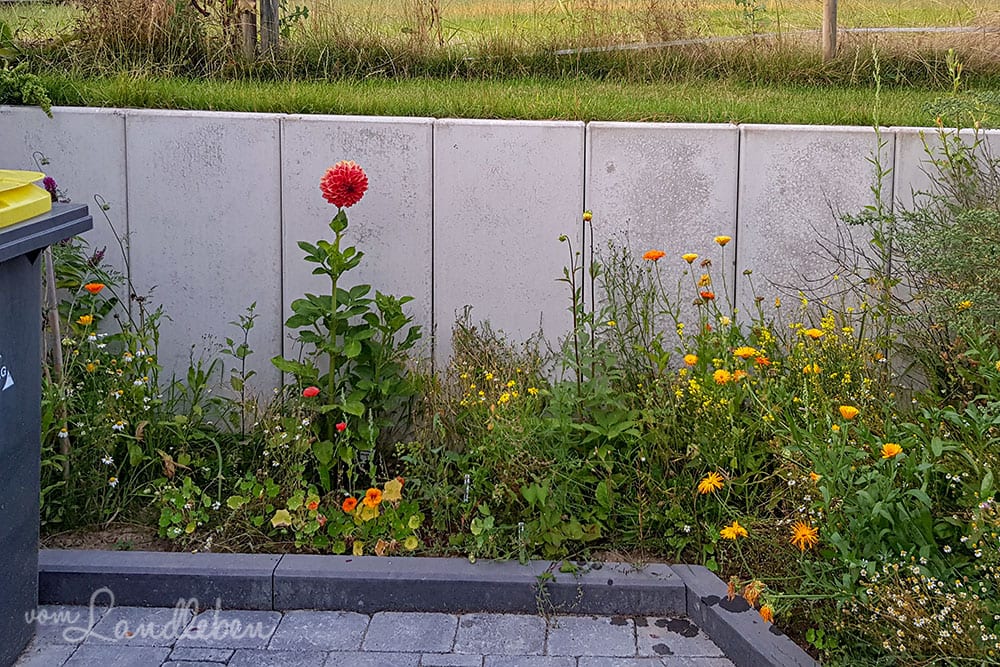Beet an den Mülltonnen im Juli 2019