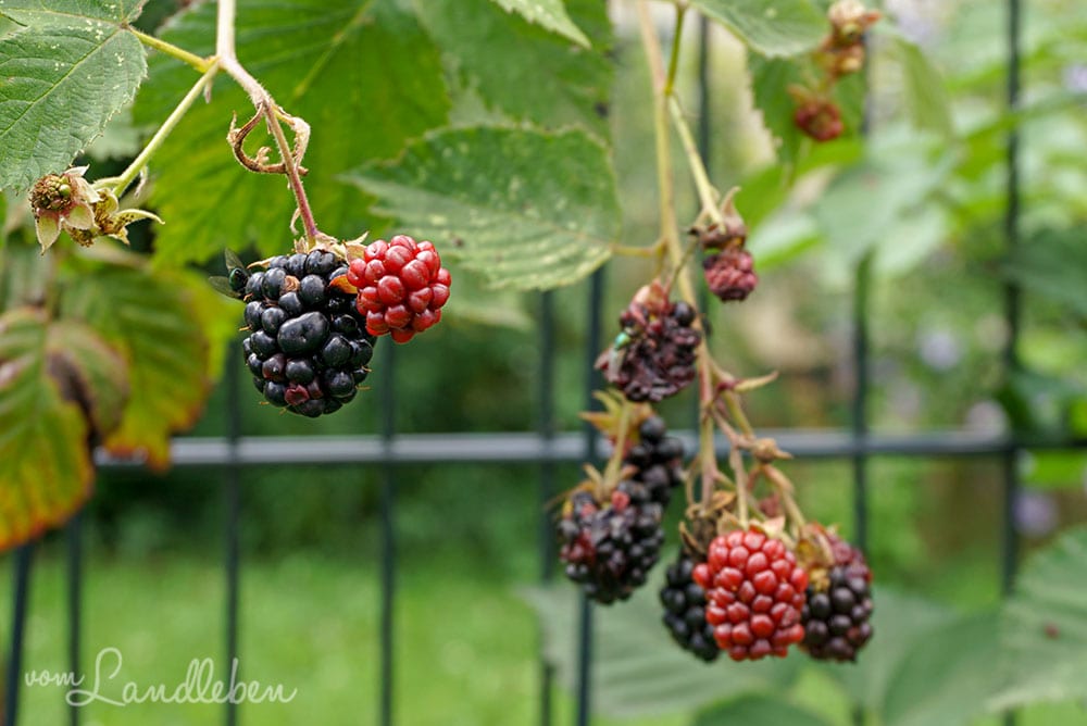 Brombeeren im Juli 2019