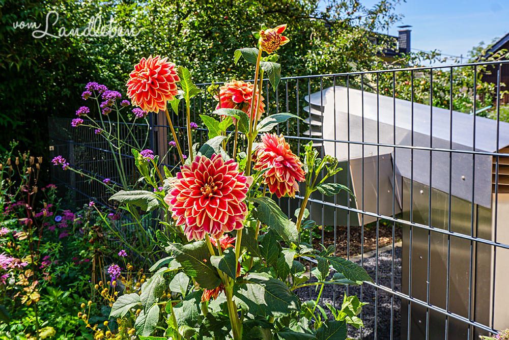 Dahlien im Vorgarten - Juli 2019