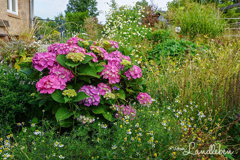 Hortensie im Mittelgarten - Juli 2019