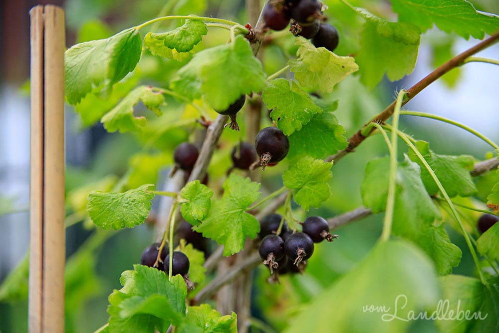Jostabeeren im Juli 2019