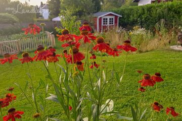 Sonnenbraut