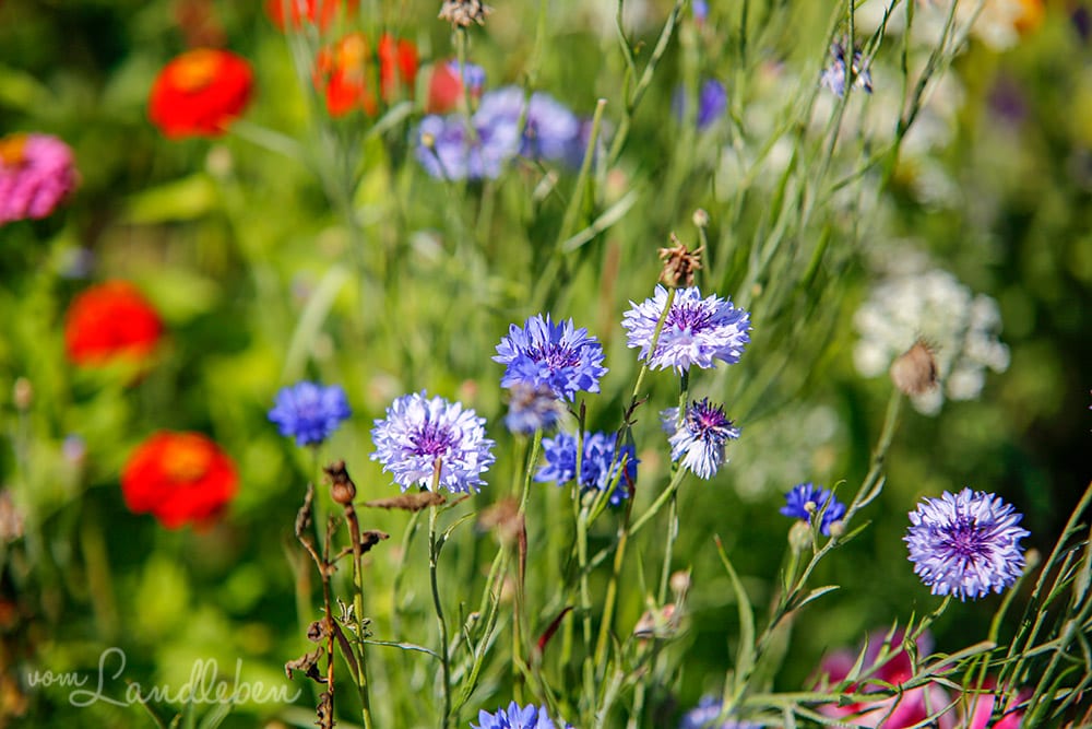 Im Bauerngarten - August 2019