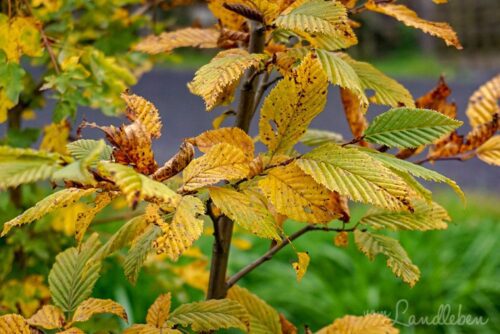 Unsere Hecke im Herbst