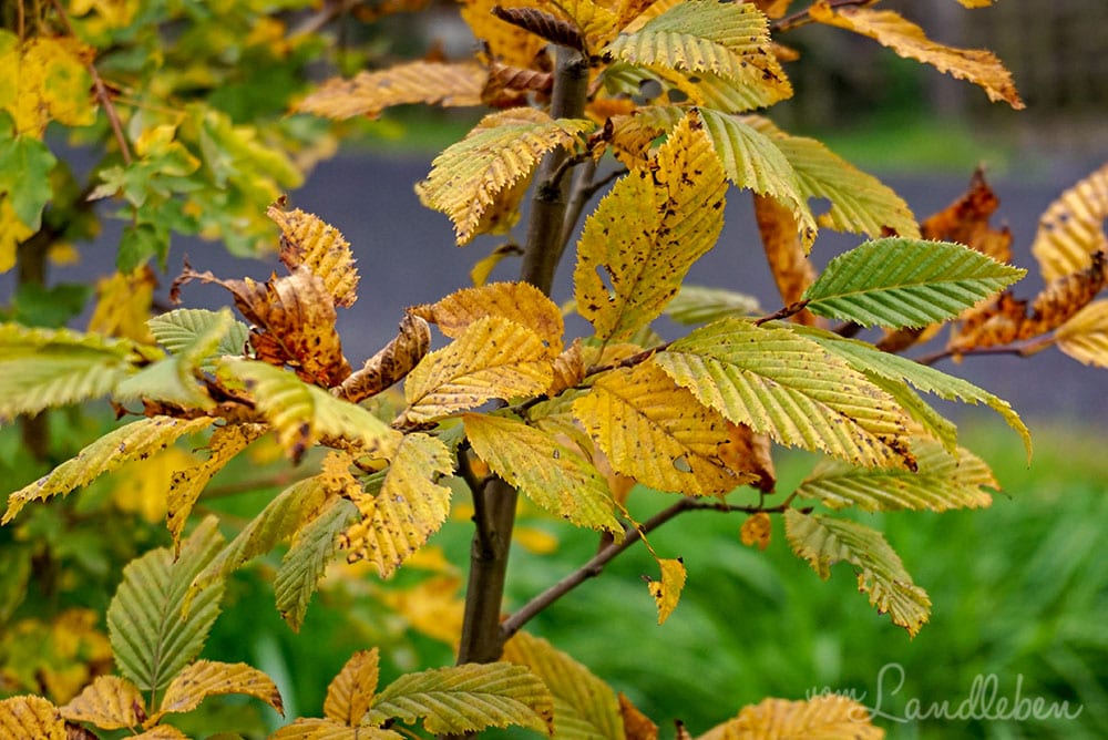 Unsere Hecke im Herbst