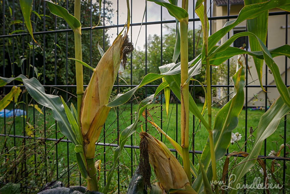 Mais im September 2019