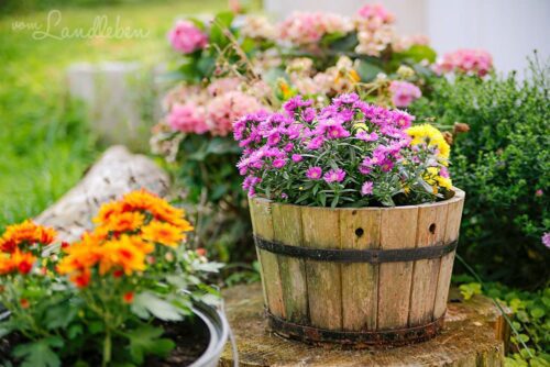 Mittelgarten im August 2019