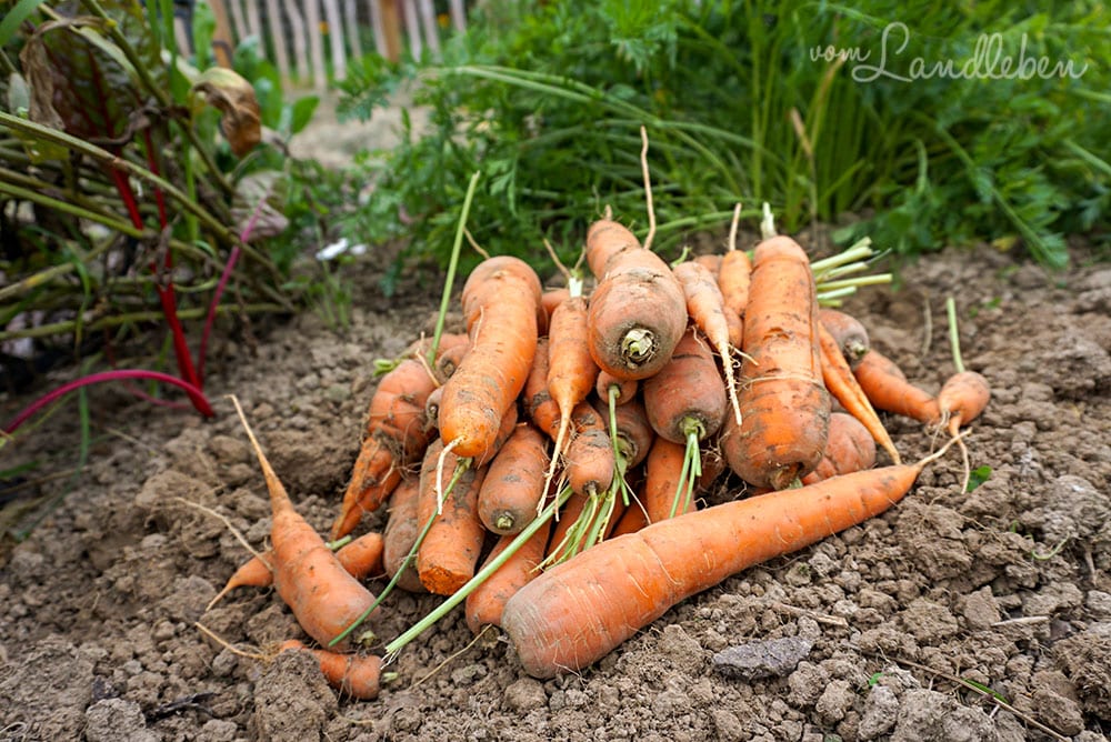 Möhren selber anbauen