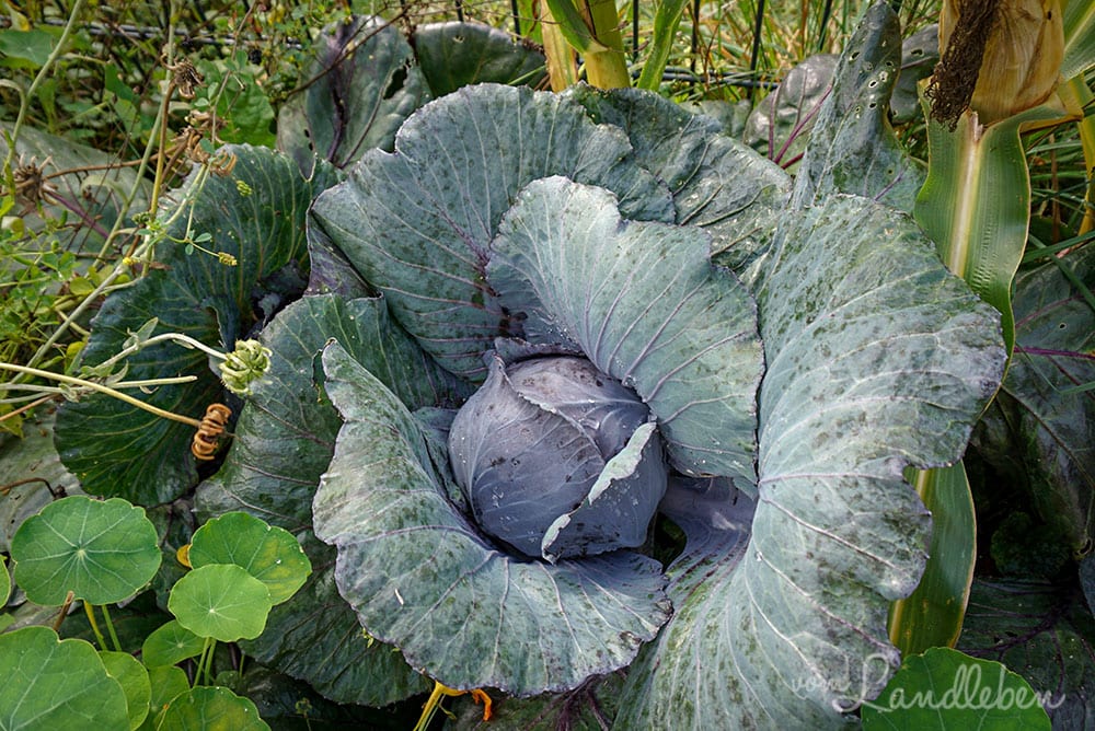 Rotkohl im September 2019