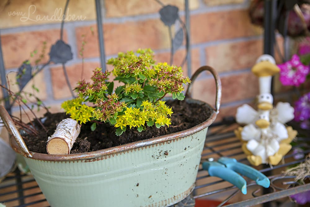 Scharfer Mauerpfeffer