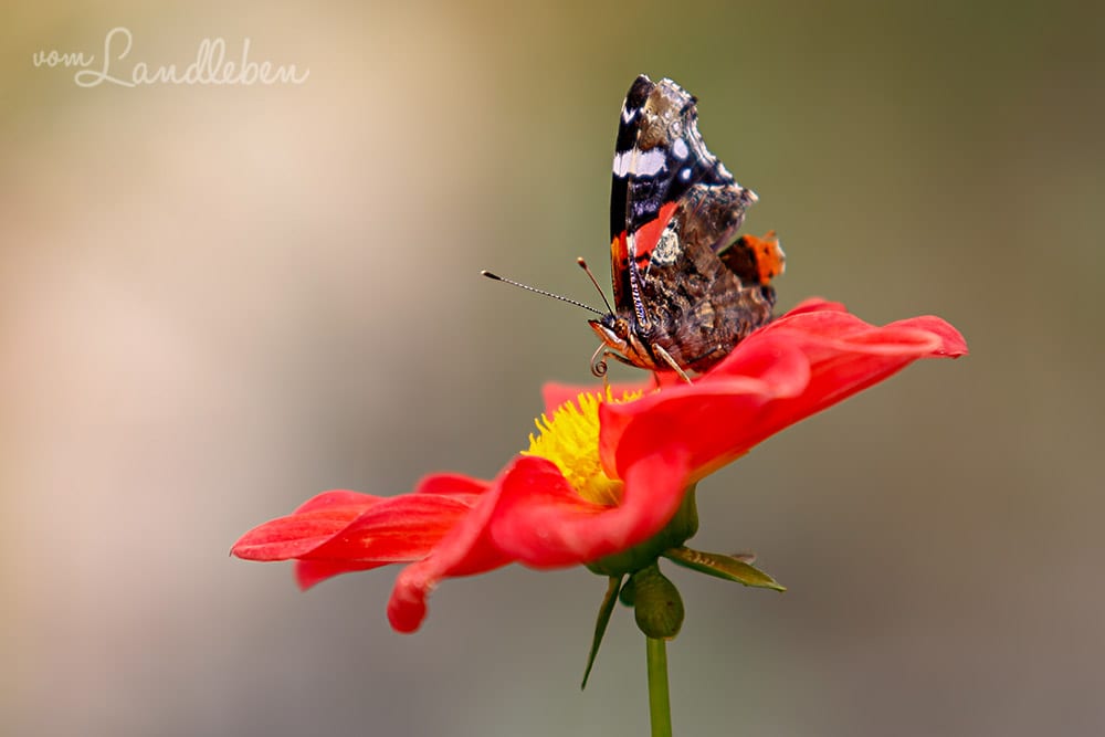 Schmetterling - Admiral