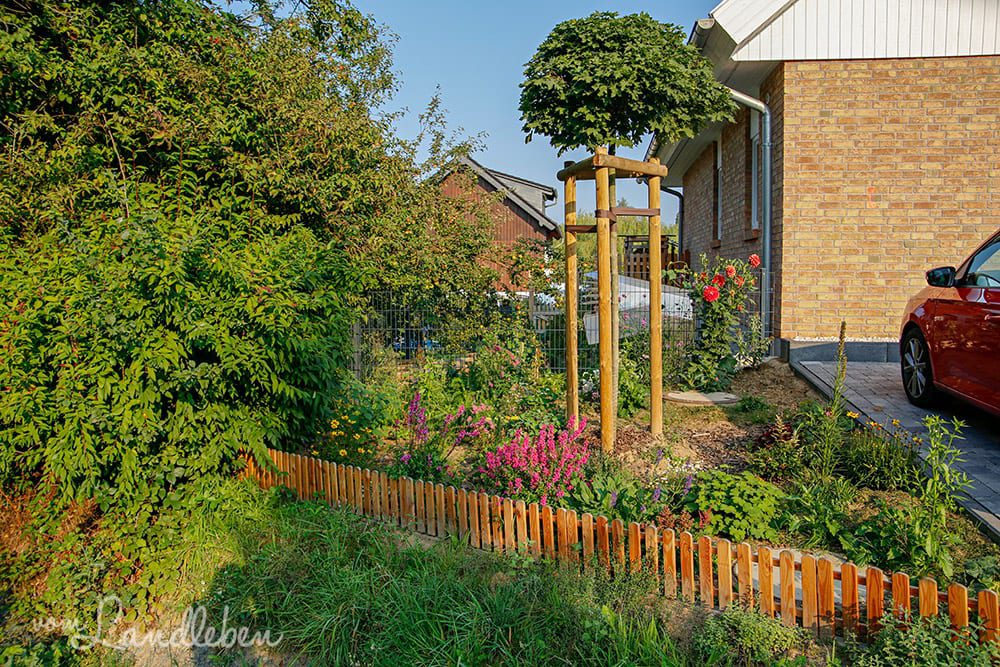 Vorgarten im August 2019