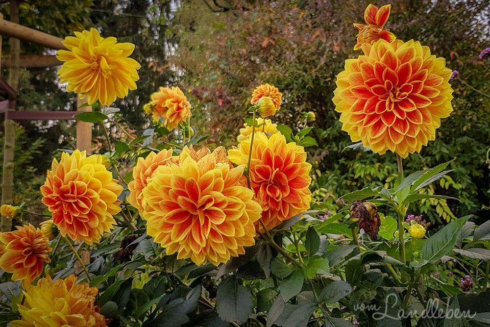 Dahlien im Vorgarten - Oktober 2019