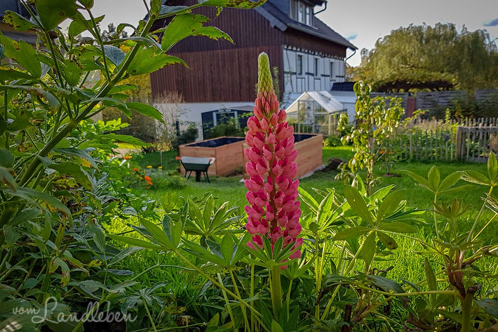 Hinten im Garten - Oktober 2019