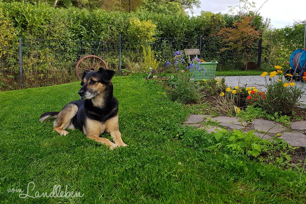 Hinten im Garten - Oktober 2019