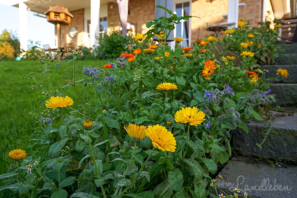 Hinten im Garten - Oktober 2019
